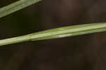 Pine barren sedge